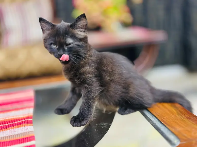 kittens for sale — photo 11
