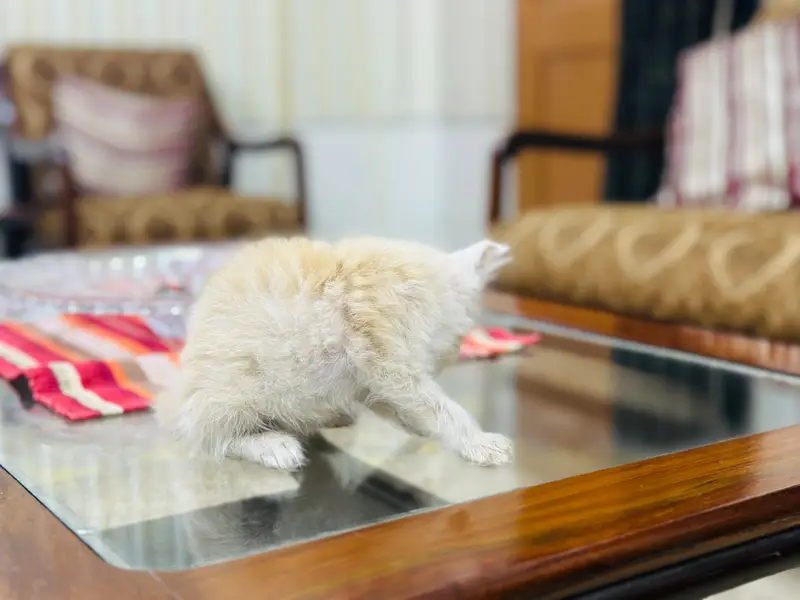 kittens for sale — photo 12