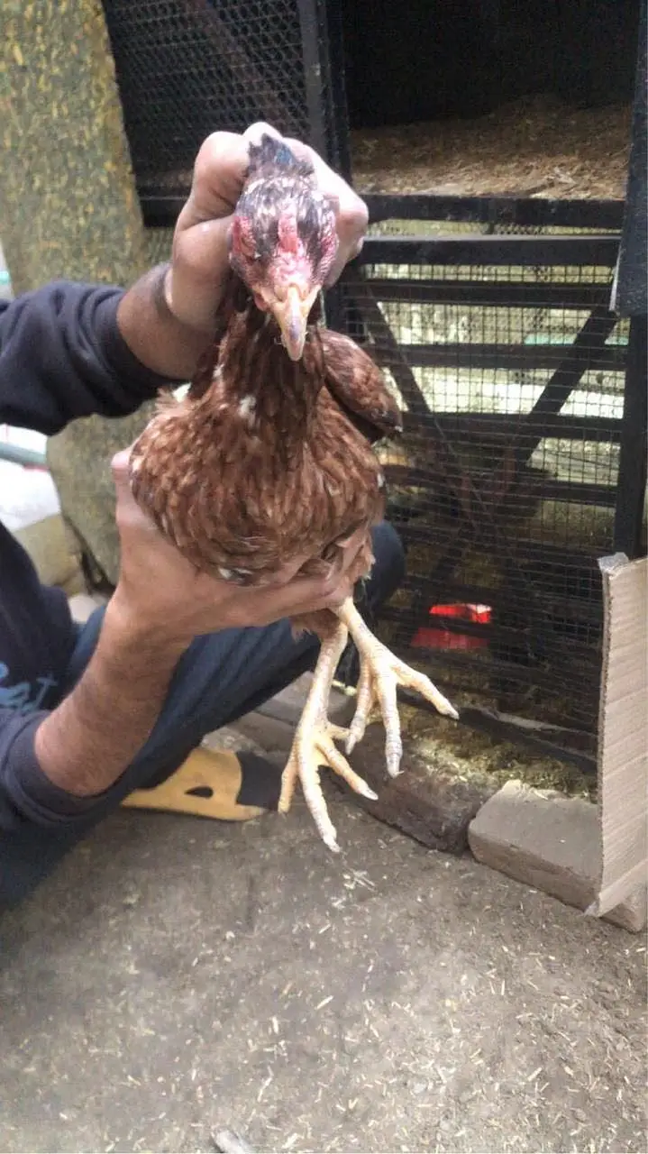 2 Aseel hens and 1 desi hen — photo 2