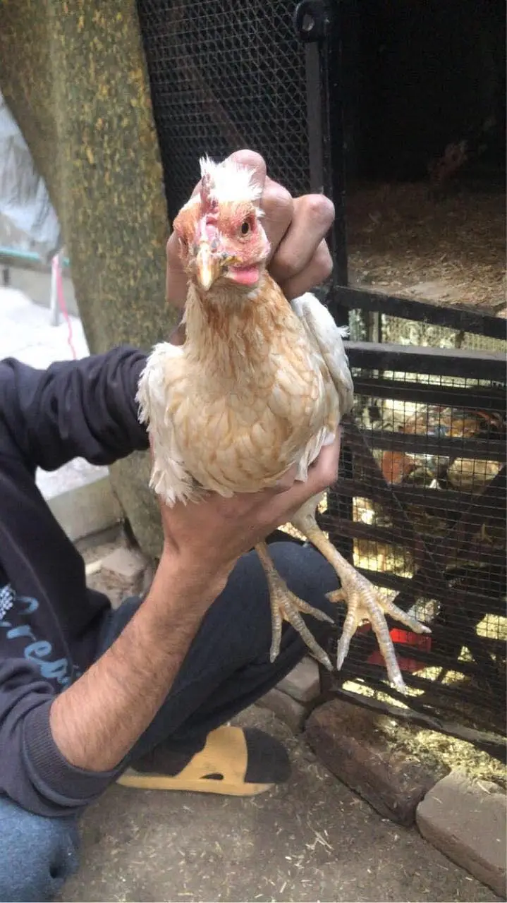 2 Aseel hens and 1 desi hen — photo 3