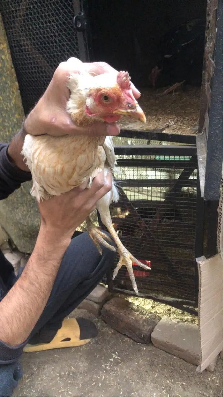 2 Aseel hens and 1 desi hen — photo 4