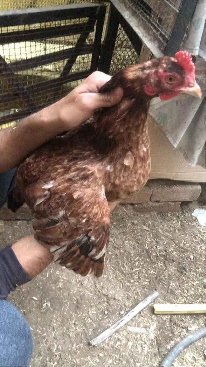 2 Aseel hens and 1 desi hen — photo 5