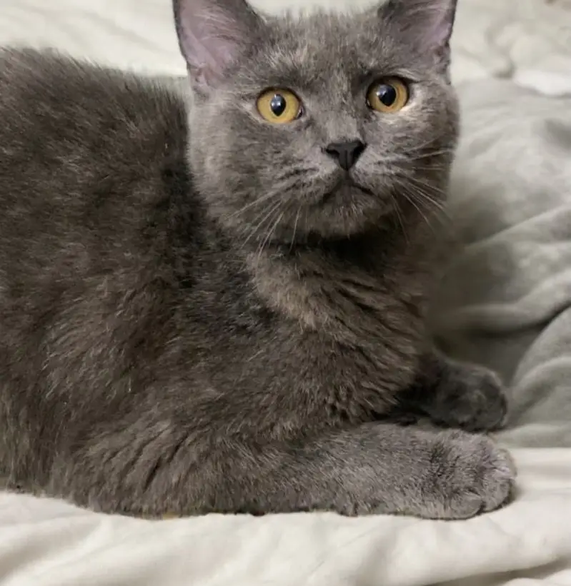 British Shorthair — photo 2