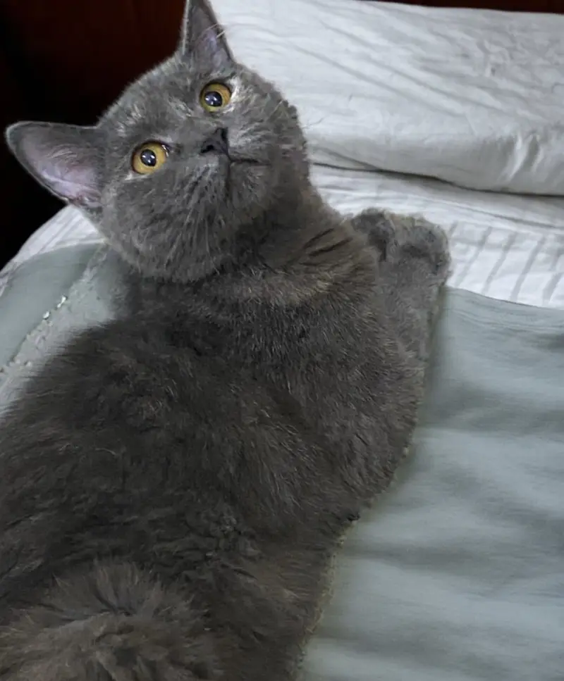 British Shorthair — photo 3