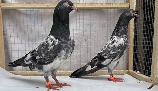 Dubwala bredr pair avil