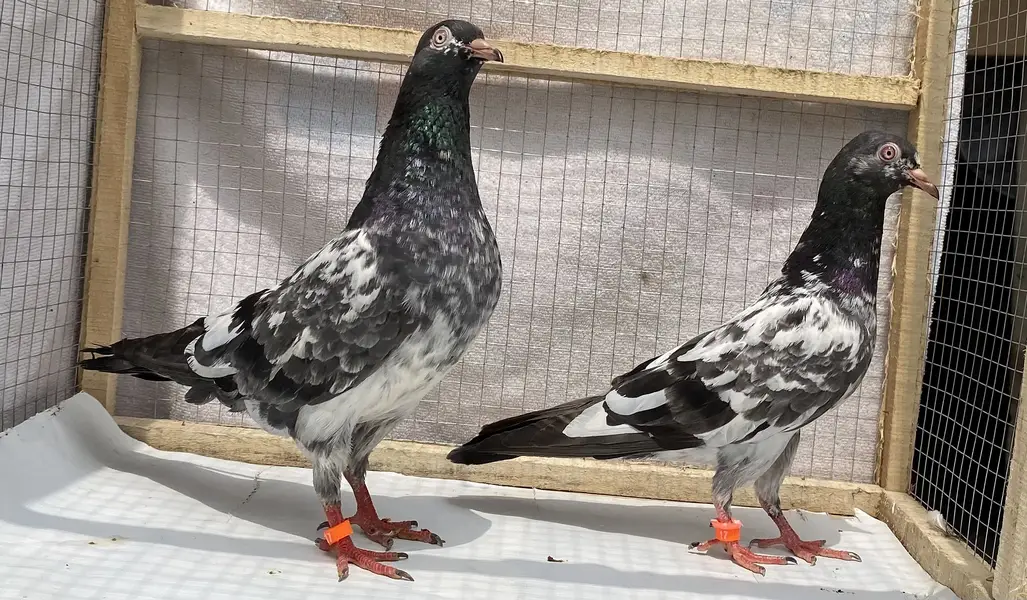 Dubwala bredr pair avil — photo 3