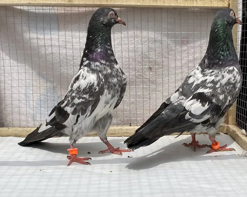 Dubwala bredr pair avil — photo 4