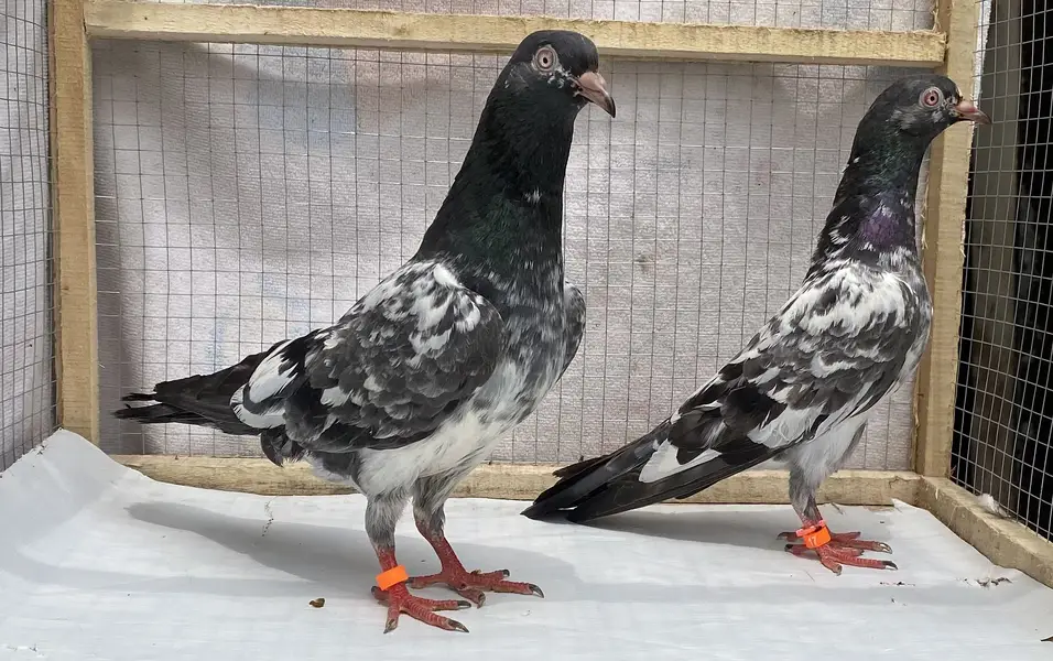 Dubwala bredr pair avil — photo 8