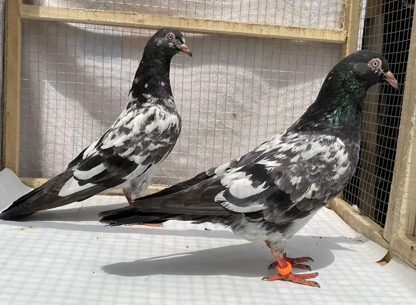Dubwala bredr pair avil — photo 9