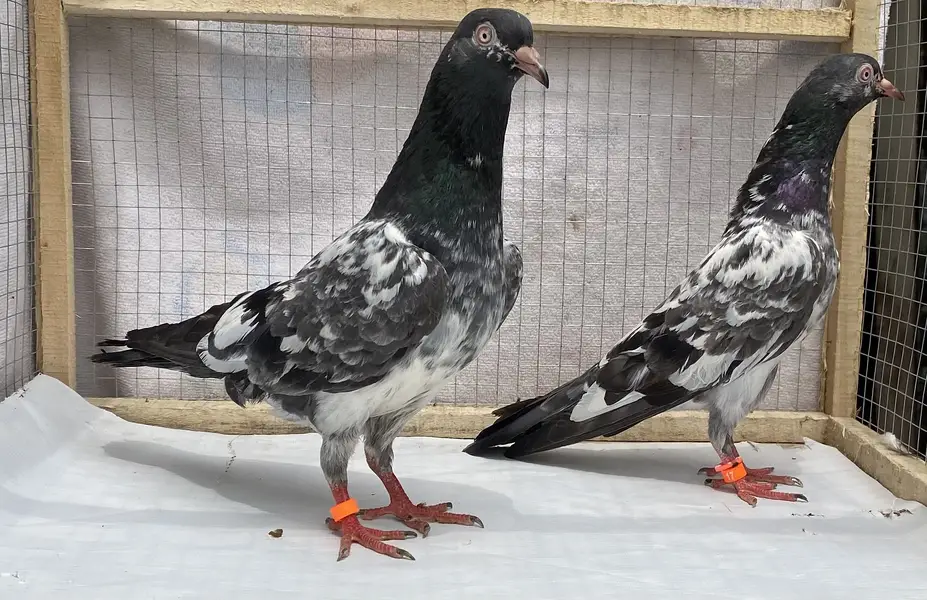 Dubwala bredr pair avil — photo 10