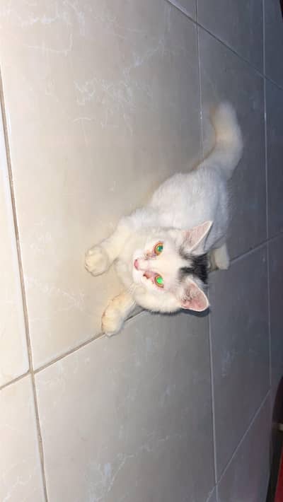 cats paie