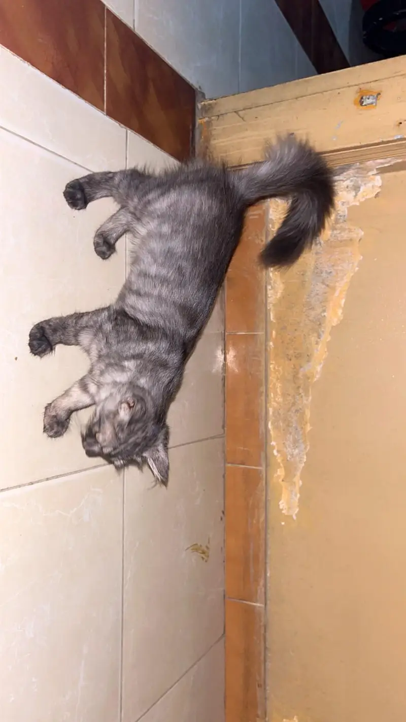 cats paie — photo 3