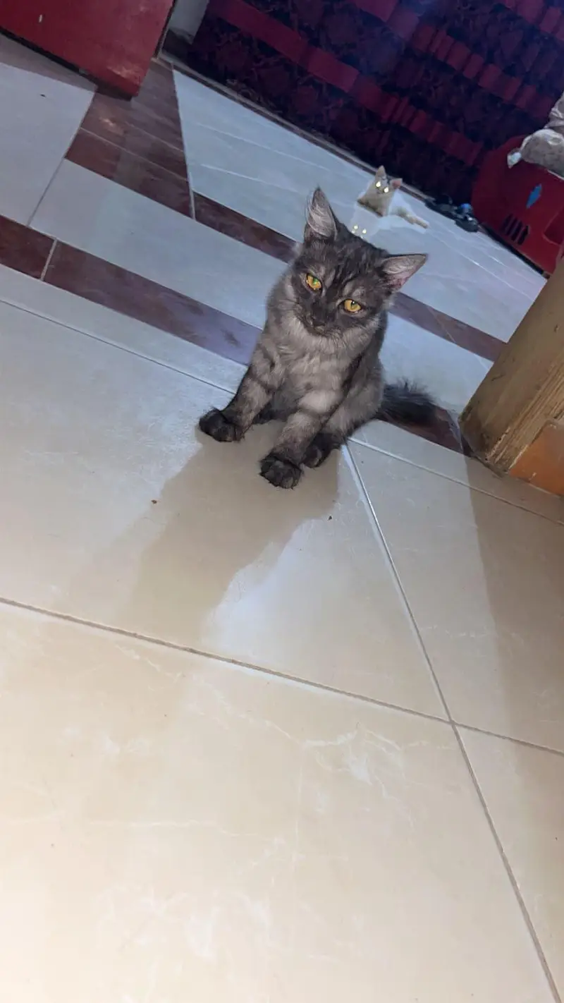 cats paie — photo 5