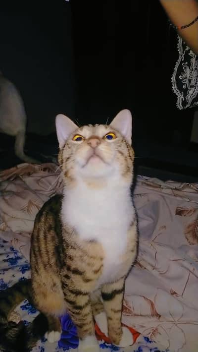 missing cat plz jis ko bhi Dekhi contact kery phone num 03089672446