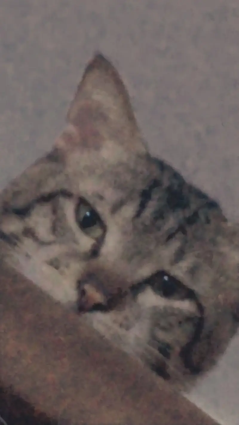 missing cat plz jis ko bhi Dekhi contact kery phone num 03089672446 — photo 2