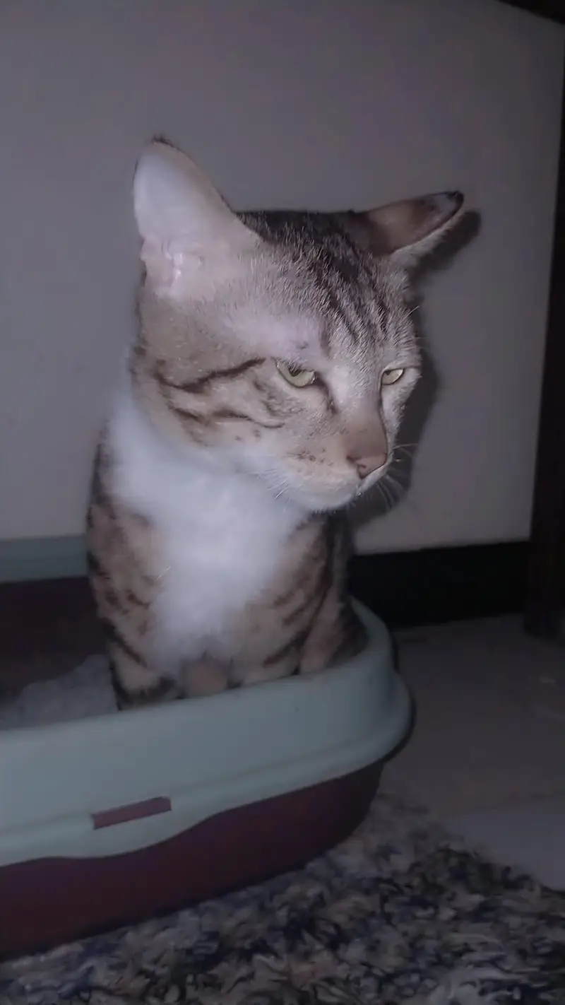 missing cat plz jis ko bhi Dekhi contact kery phone num 03089672446 — photo 3