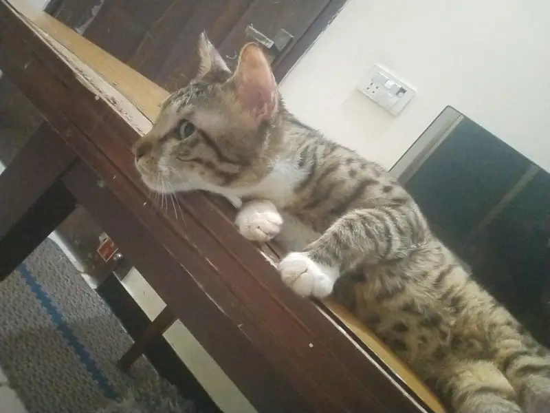 missing cat plz jis ko bhi Dekhi contact kery phone num 03089672446 — photo 4