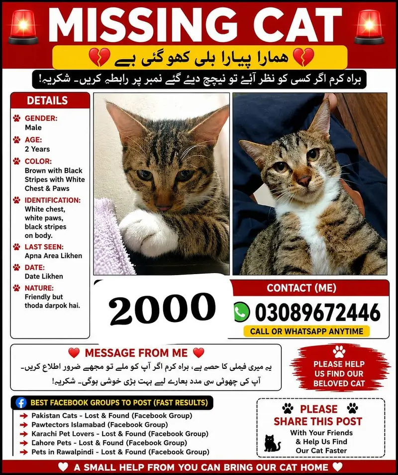 missing cat plz jis ko bhi Dekhi contact kery phone num 03089672446 — photo 5