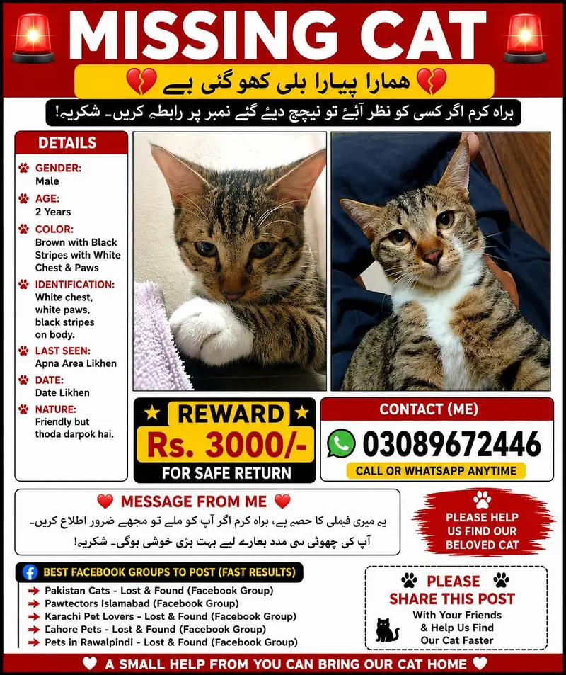 missing cat plz jis ko bhi Dekhi contact kery phone num 03089672446 — photo 6