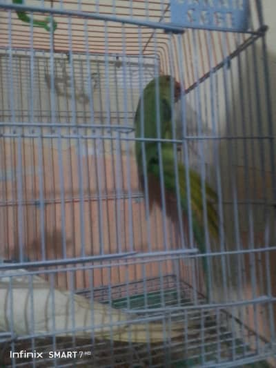 green parrot