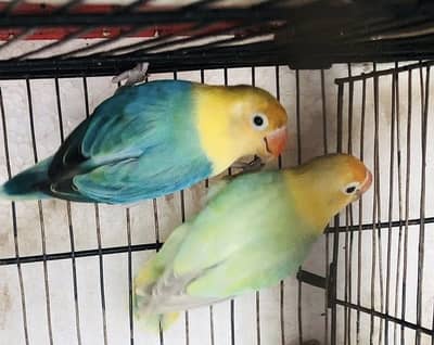Love birds pair