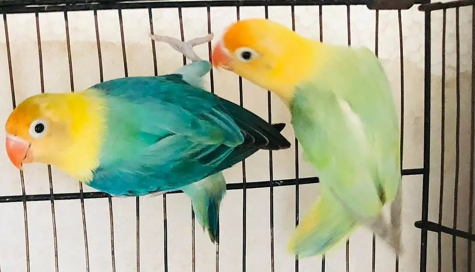 Love birds pair — photo 3