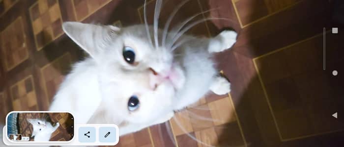 Healthy White Cat for Sale