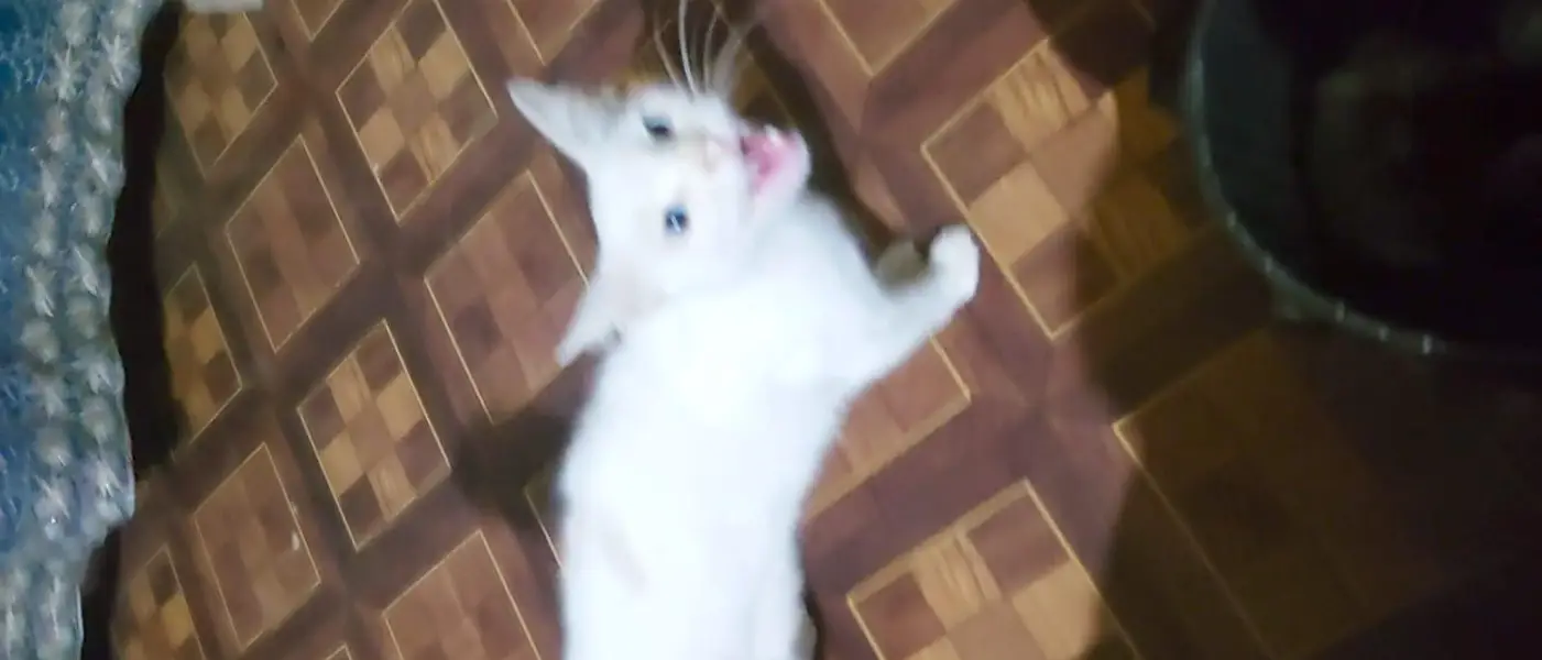 Healthy White Cat for Sale — photo 2