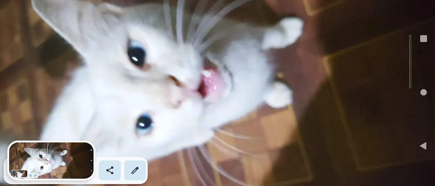 Healthy White Cat for Sale — photo 3