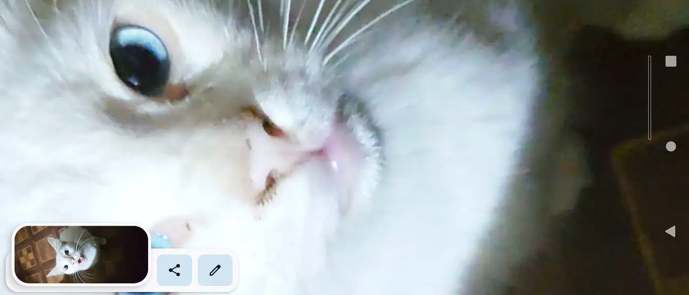 Healthy White Cat for Sale — photo 4