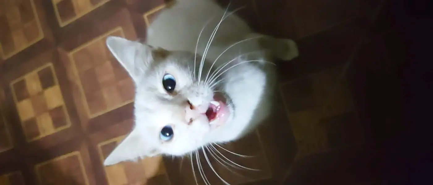 Healthy White Cat for Sale — photo 5