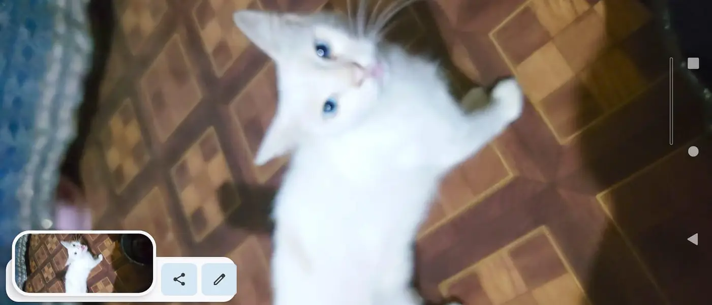Healthy White Cat for Sale — photo 6