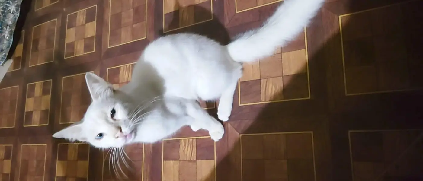 Healthy White Cat for Sale — photo 7