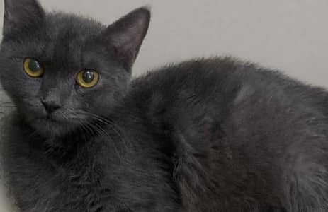 British Shorthair Female