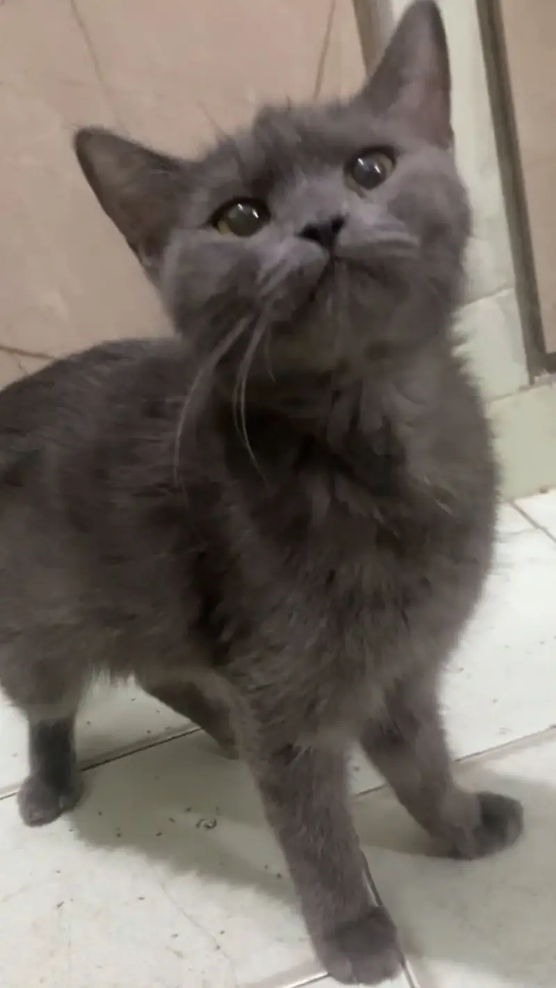 British Shorthair Female — photo 2