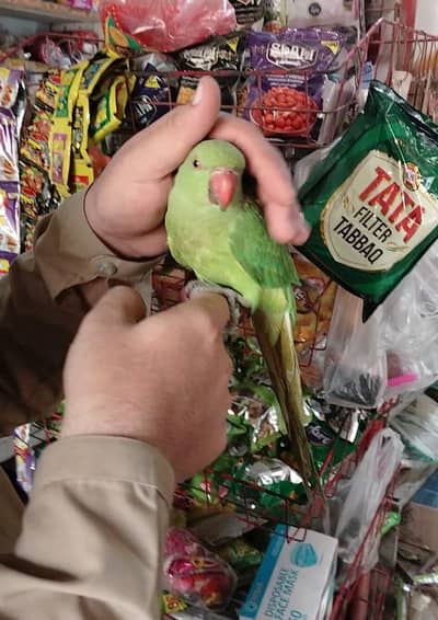 Friendly Hand Tame Ringneck – Healthy & Active