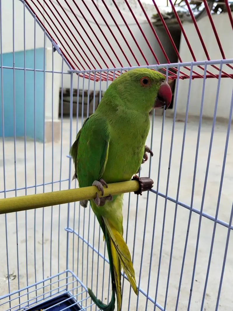 Friendly Hand Tame Ringneck – Healthy & Active — photo 2