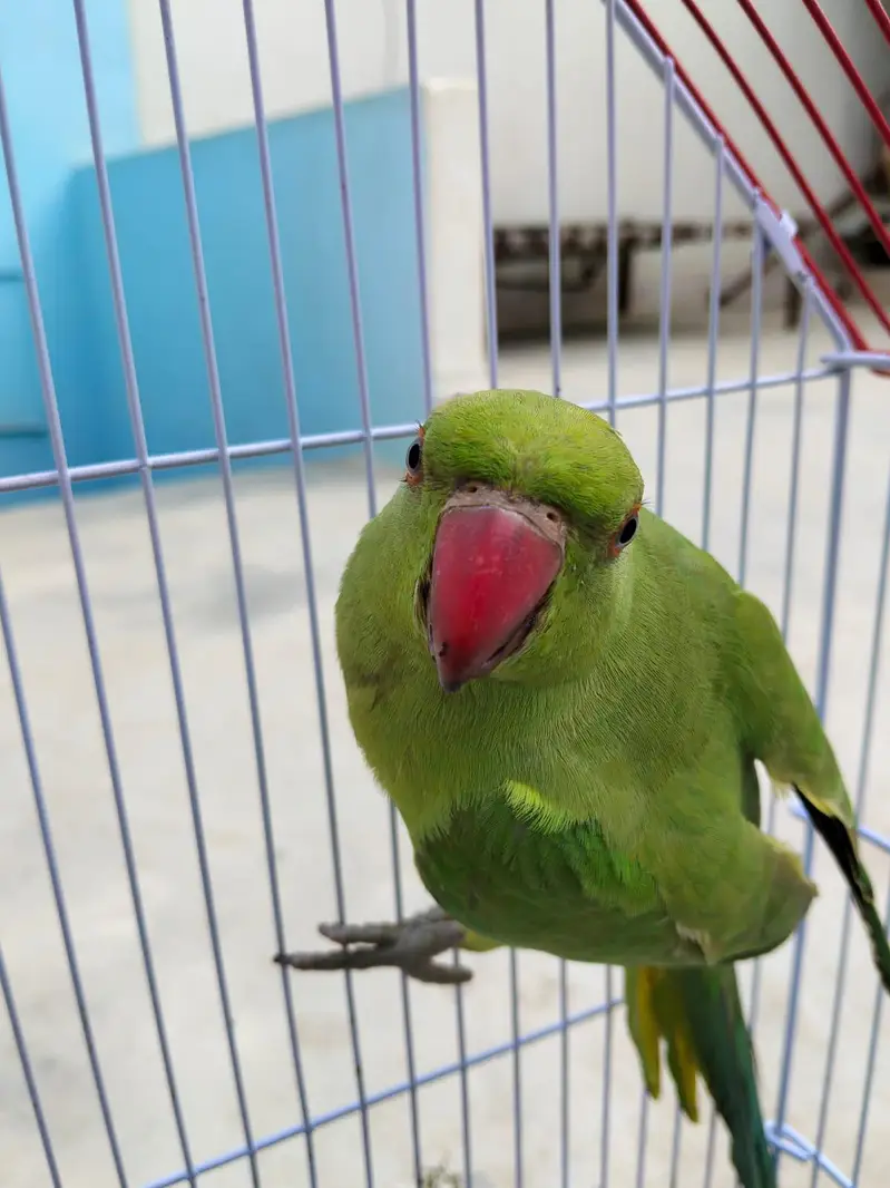 Friendly Hand Tame Ringneck – Healthy & Active — photo 3