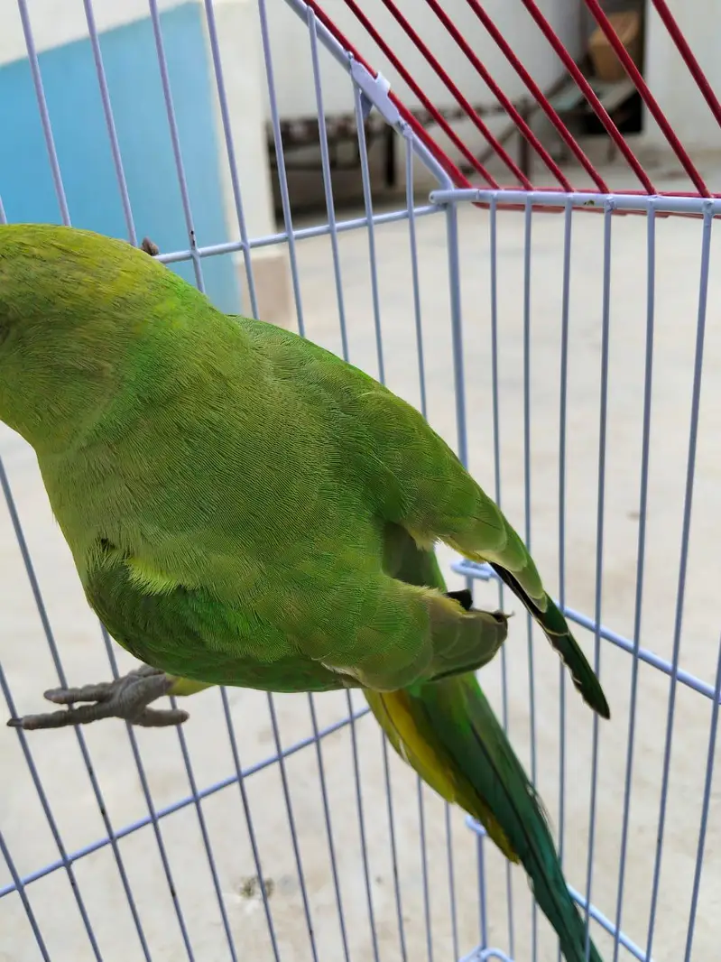 Friendly Hand Tame Ringneck – Healthy & Active — photo 4