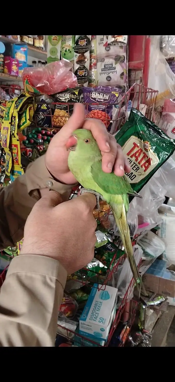 Friendly Hand Tame Ringneck – Healthy & Active — photo 5