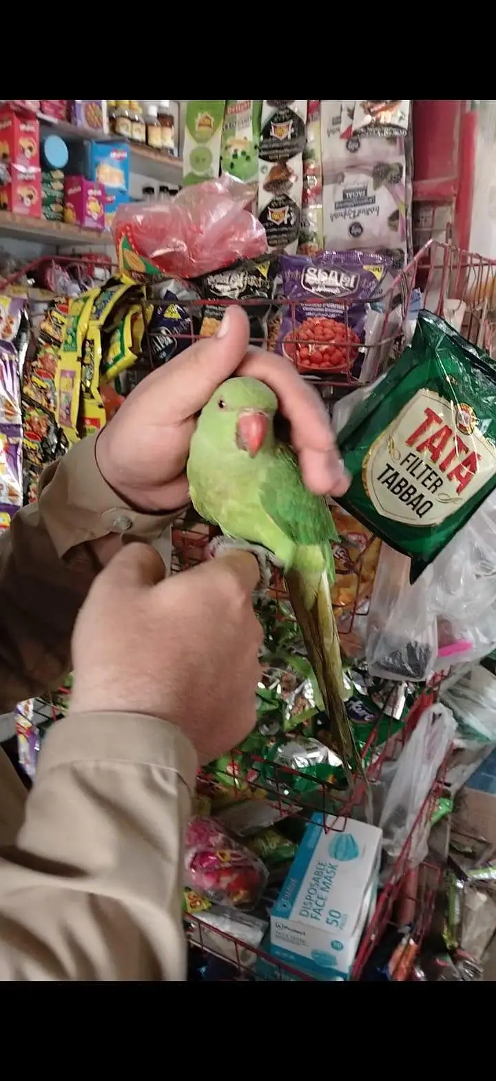 Friendly Hand Tame Ringneck – Healthy & Active — photo 6