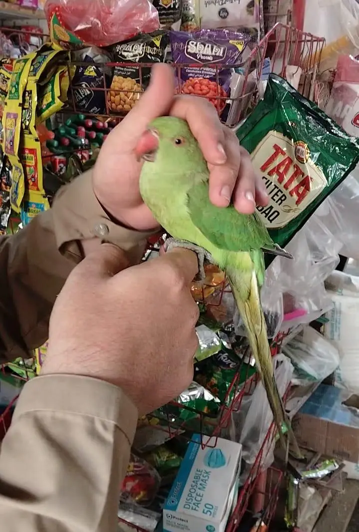 Friendly Hand Tame Ringneck – Healthy & Active — photo 7