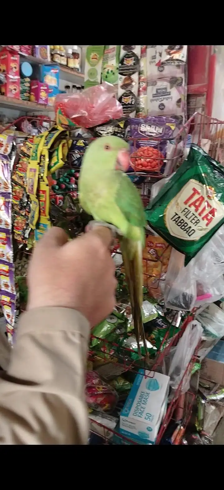 Friendly Hand Tame Ringneck – Healthy & Active — photo 8