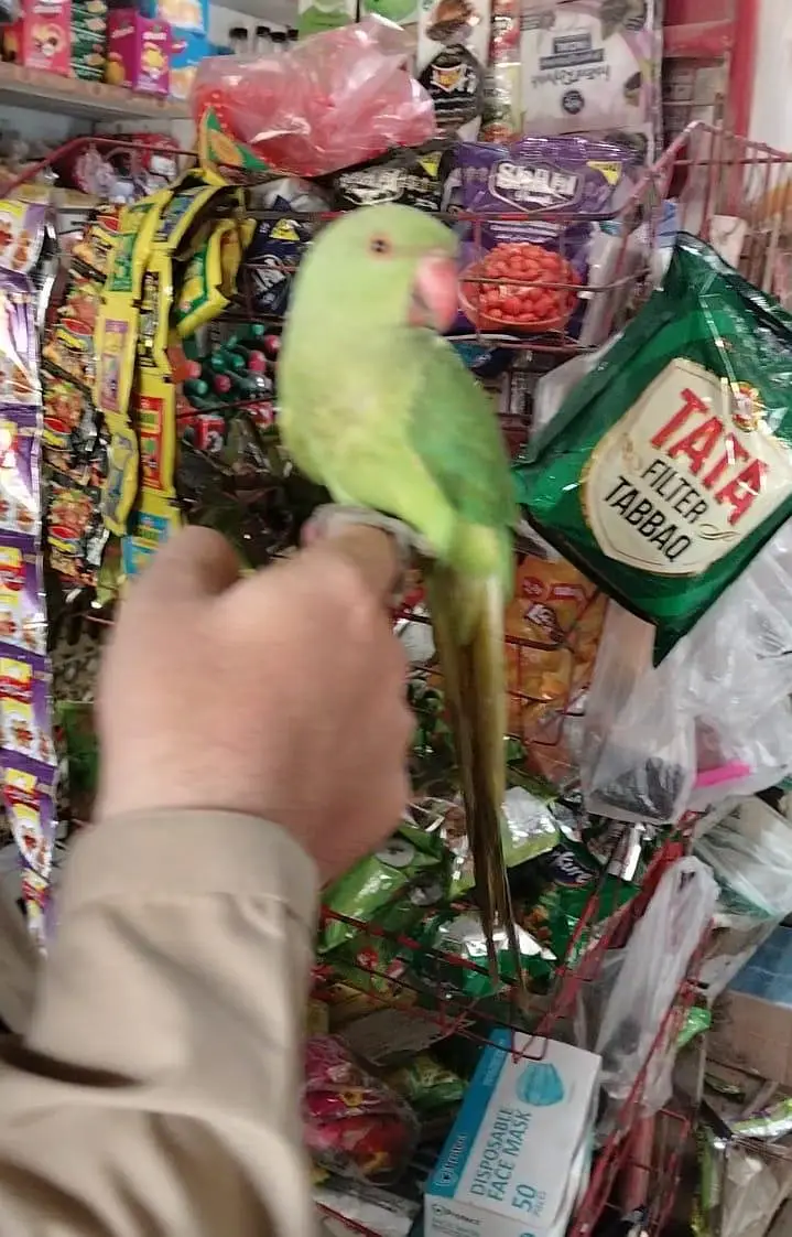 Friendly Hand Tame Ringneck – Healthy & Active — photo 9