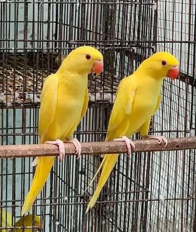 yellow self chicks pair for sale