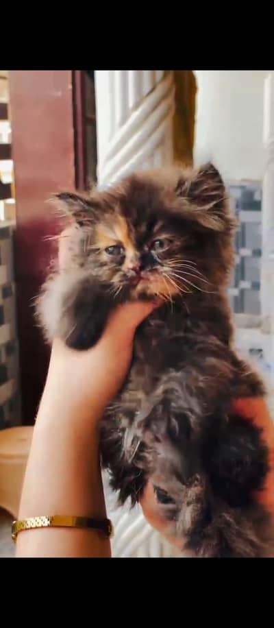 peraion kitten trible cooted