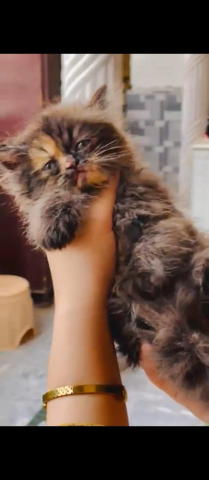peraion kitten trible cooted — photo 2