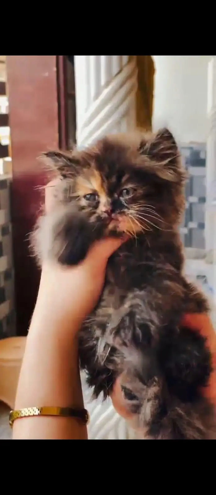 peraion kitten trible cooted — photo 3