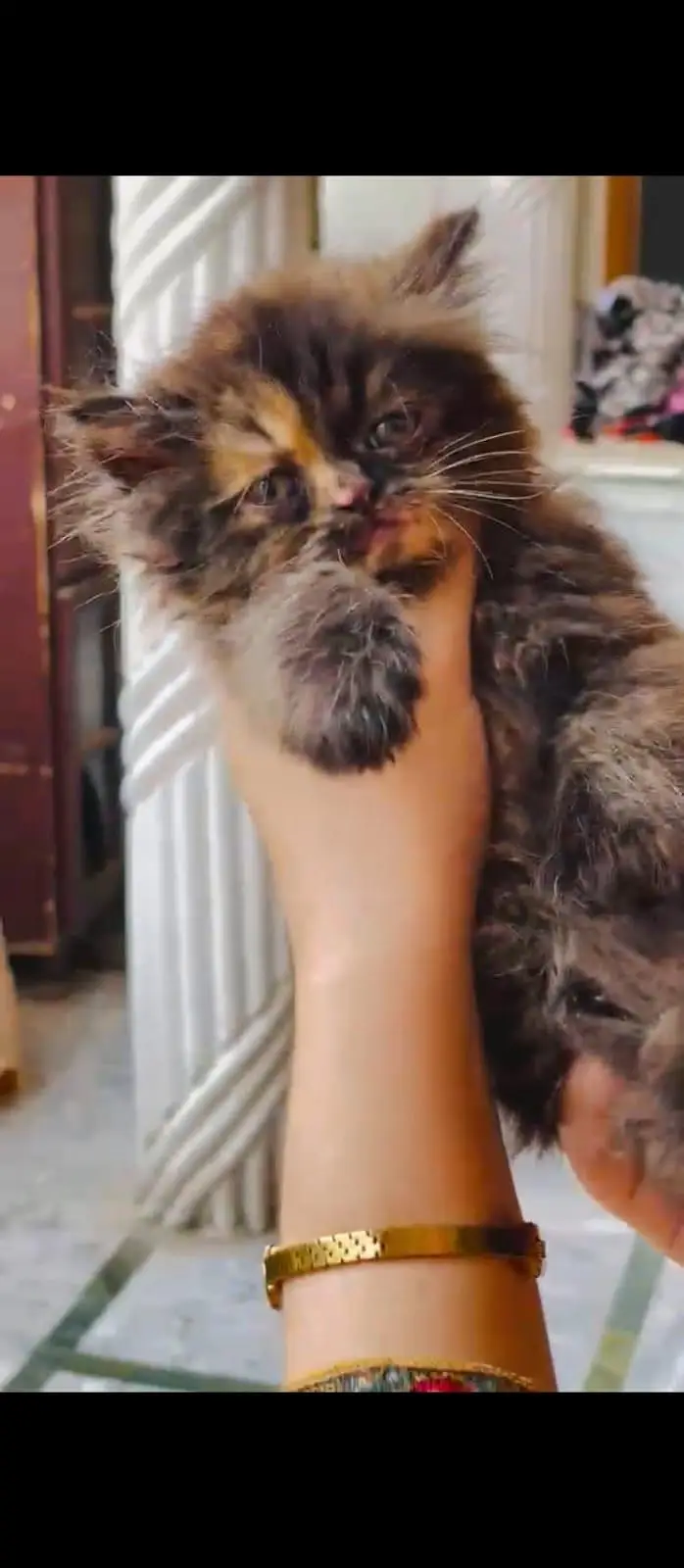 peraion kitten trible cooted — photo 5