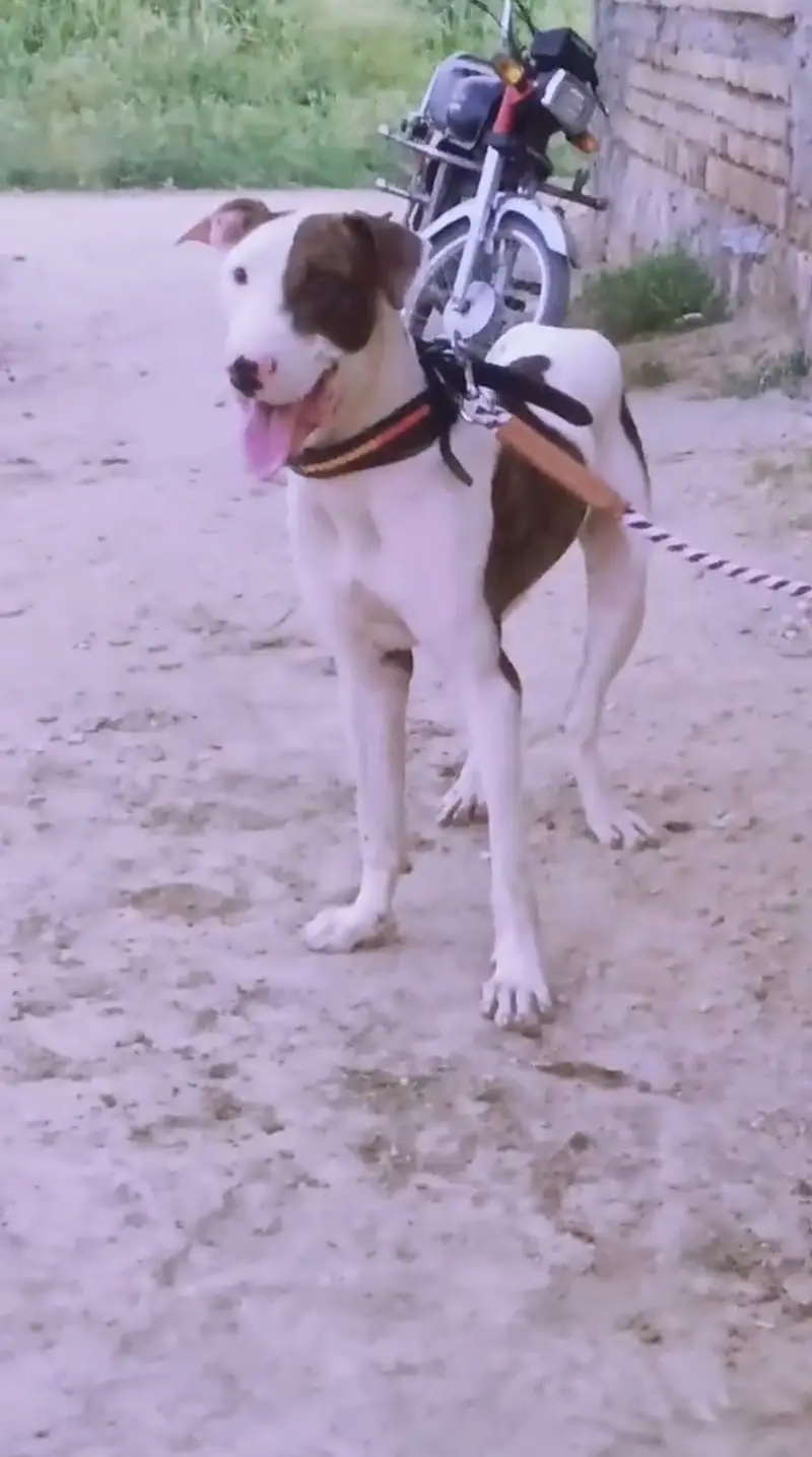 Bulli gultair full vaccinated 28 inch 13 months age call 0312-1905554 — photo 2